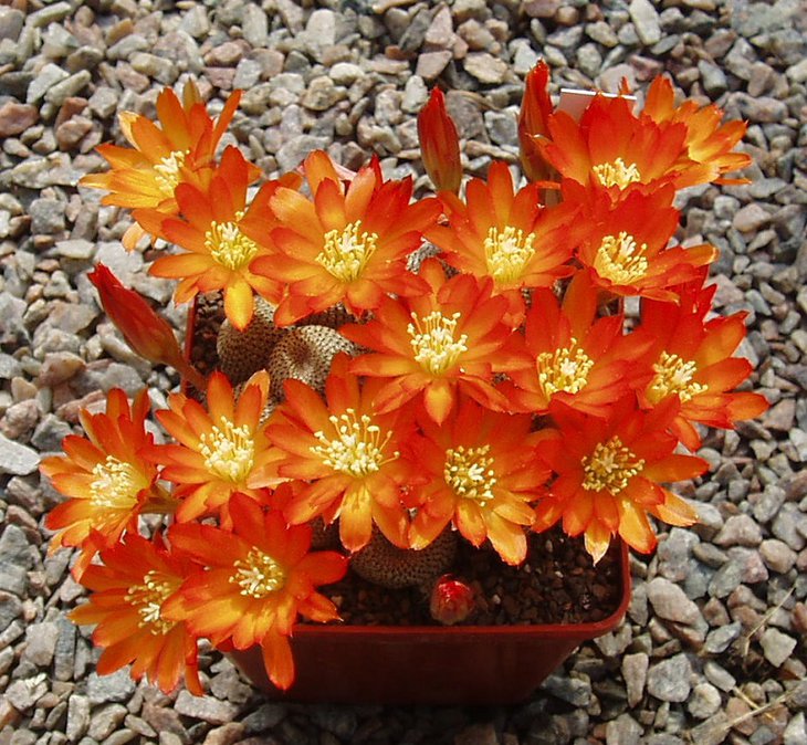 Aylostera heliosa