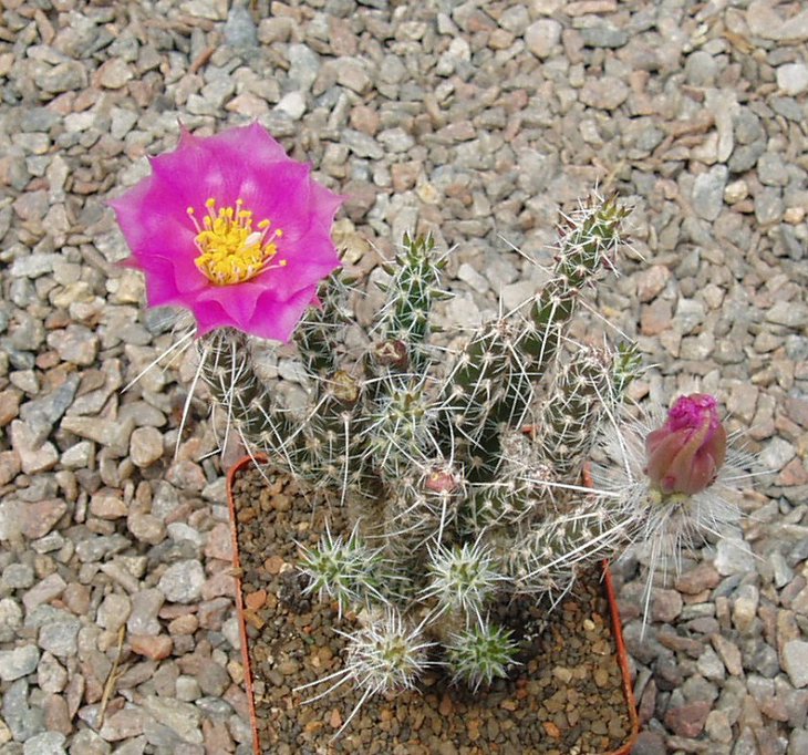 Micropuntia pulchella &quot;gracilicylindrica&quot;