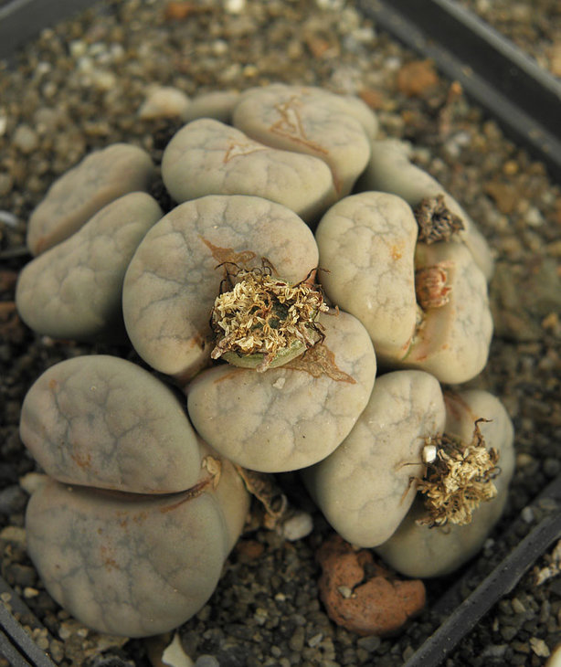 Lithops gracilidelineata