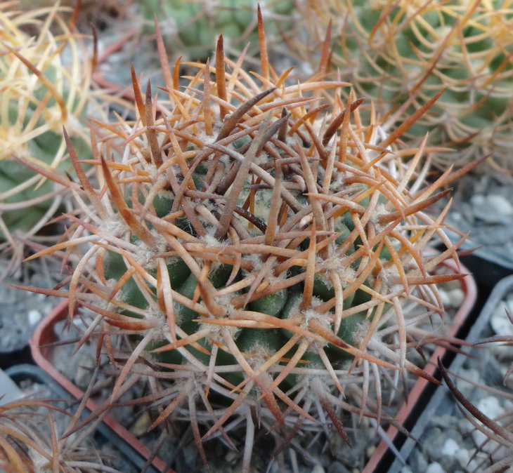E.algarrobensis