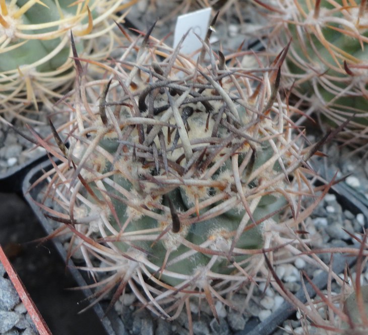 E.algarrobensis