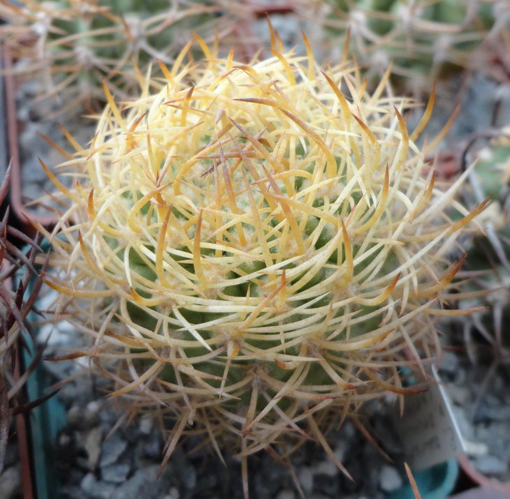 E.aurata spinibarbis
