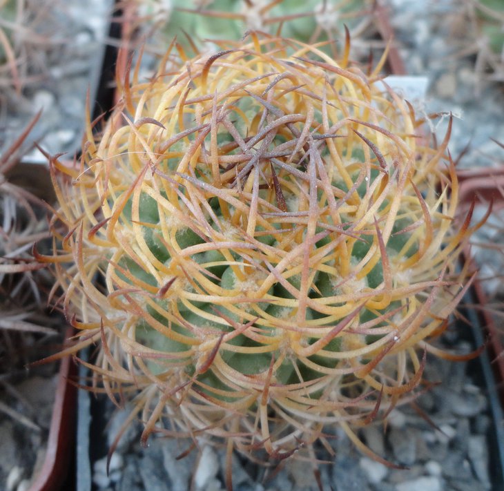 E.aurata spinibarbis
