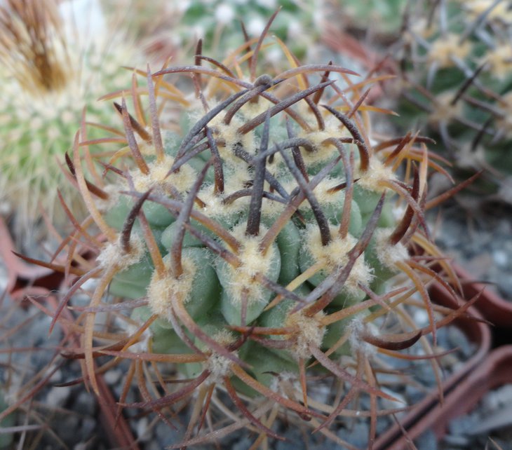 E.aurata