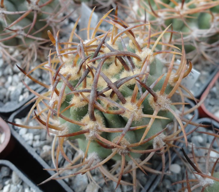 E.aurata
