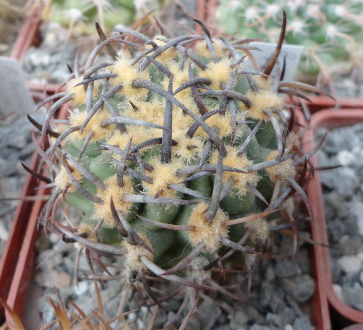 E.ceratistes