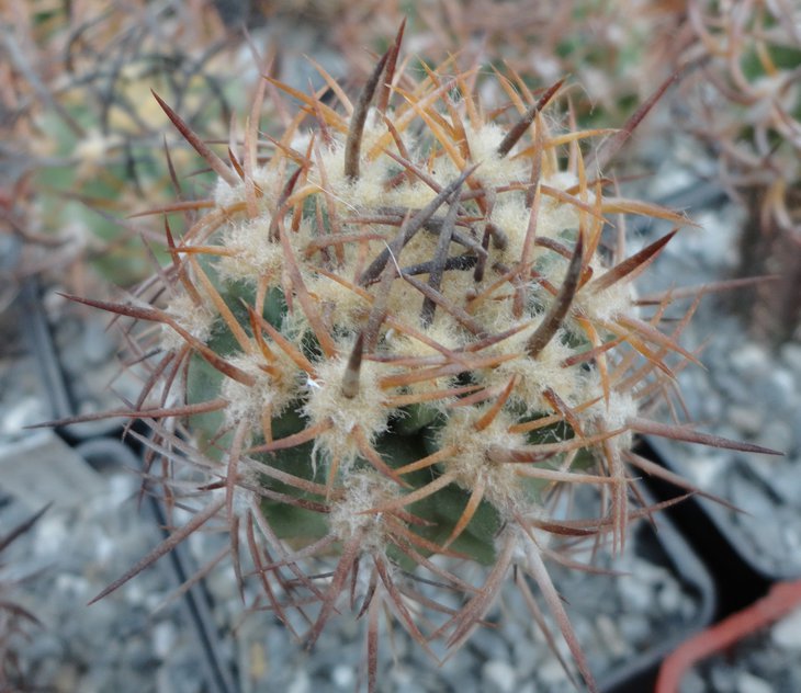 E.rodentiofila (atacamensis)