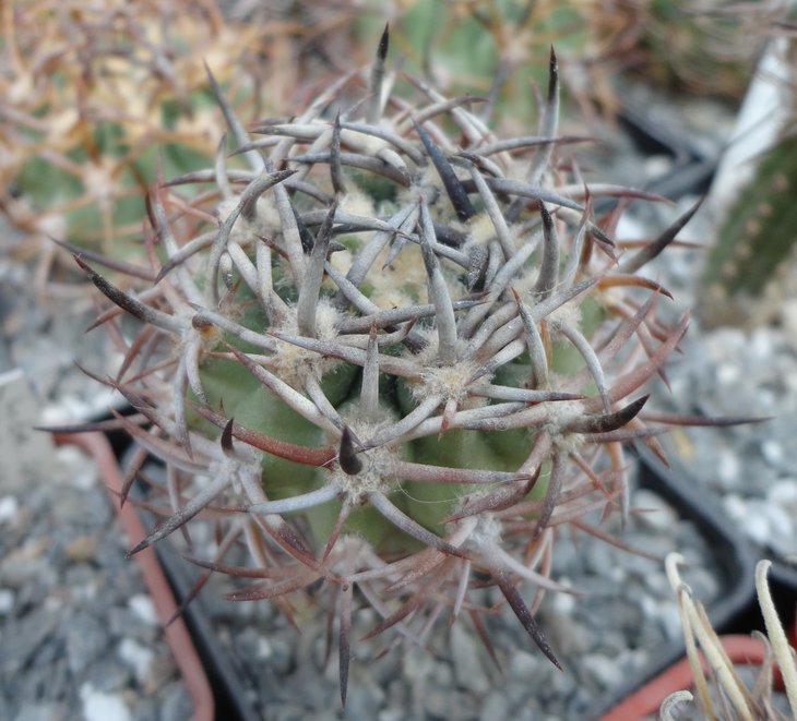 E.rodentiofila (atacamensis)