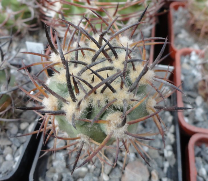 E.sp