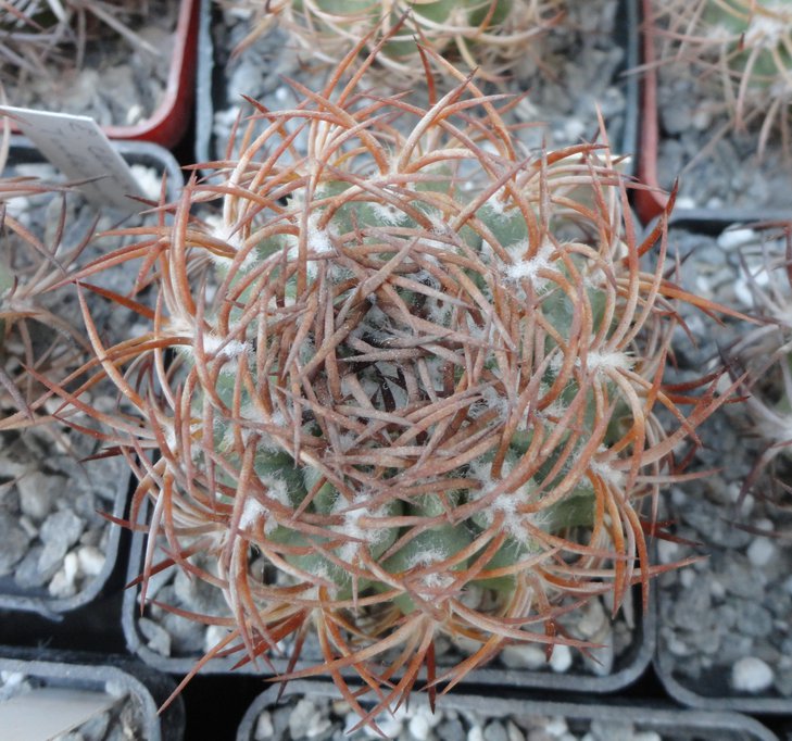 E.rodentiofila (megacarpa)
