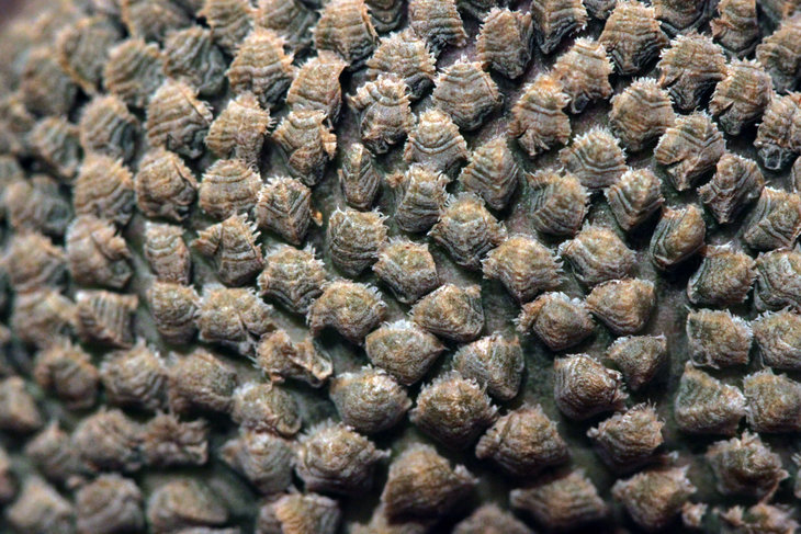 Euphorbia piscidermis f. cristata