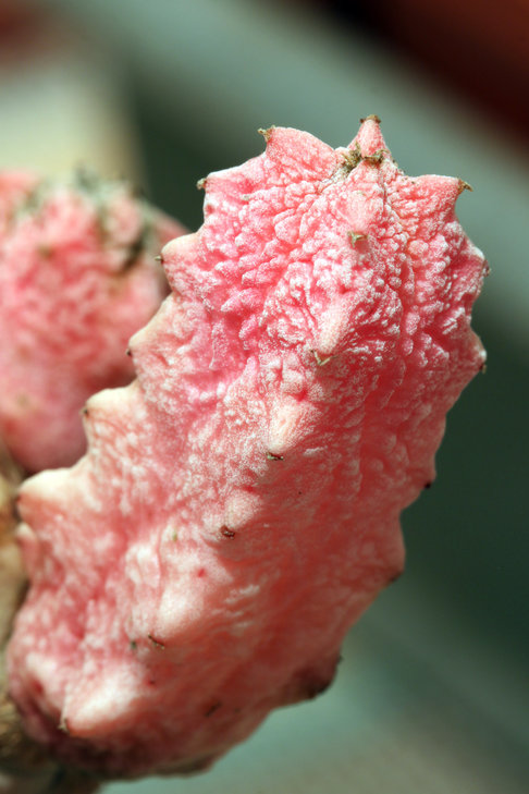 Euphorbia abdelkuri cv. Damask