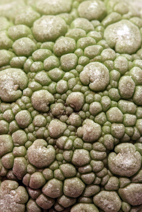 Pseudolithous migiurtinus (верхушка)
