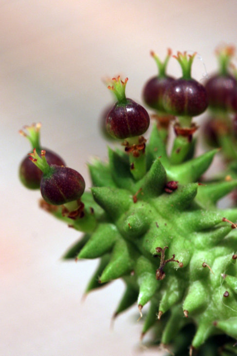 Euphorbia suzannae