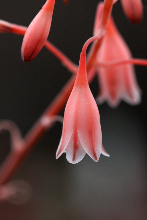 Aloe sp.