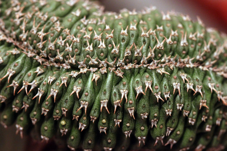 Euphorbia phillipsioides f. cristata