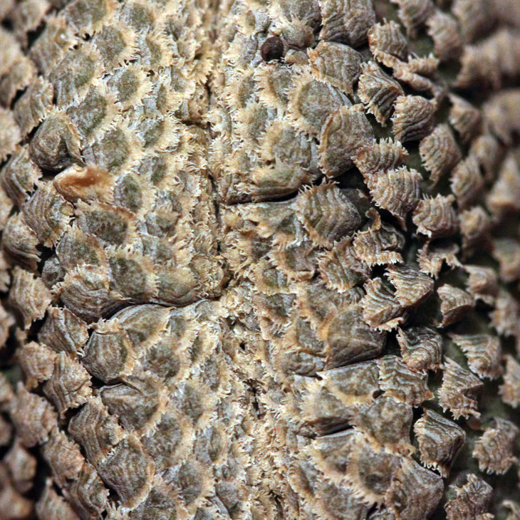 Euphorbia piscidermis f. cristata (кристатный &quot;стык&quot;)