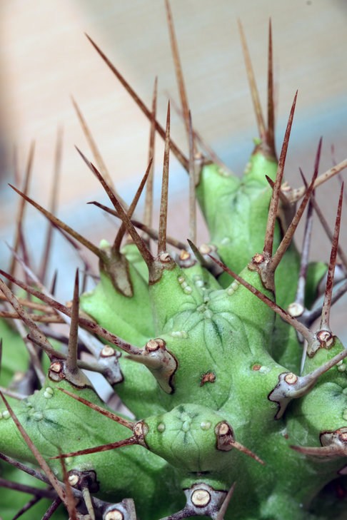 Euphorbia atrox