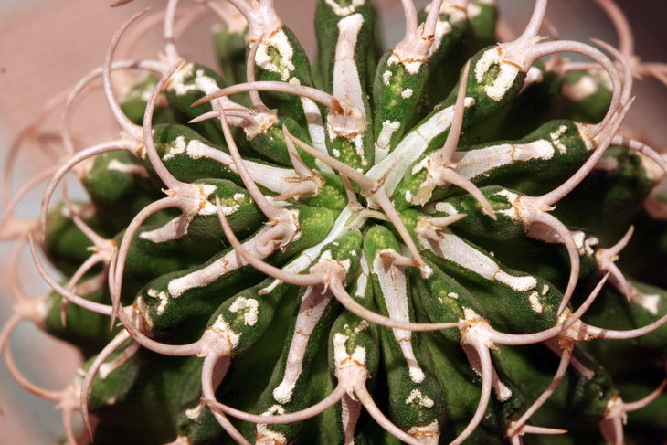 Euphorbia columnaris