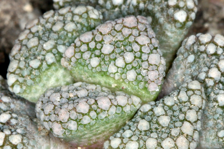 Titanopsis calcarea MG 1870.13