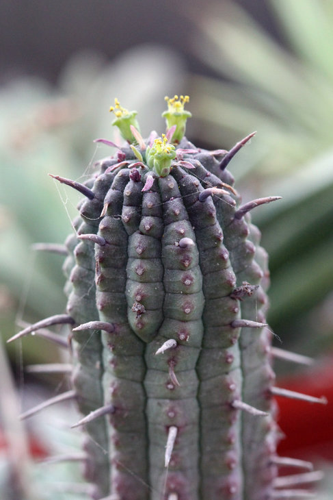 Euphorbia mammillaris