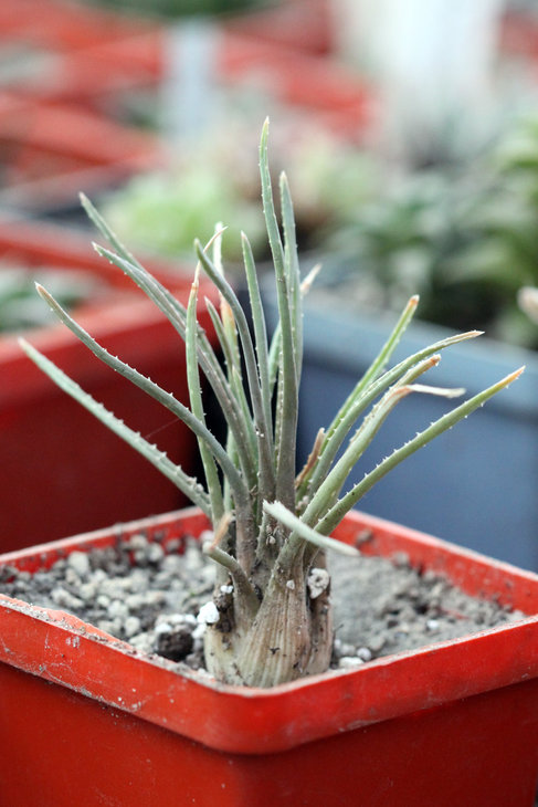 Aloe bowiea