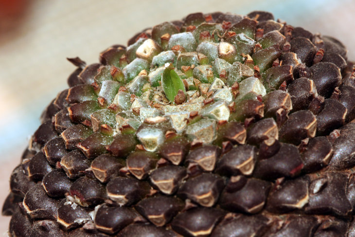 Euphorbia bupleurifolia