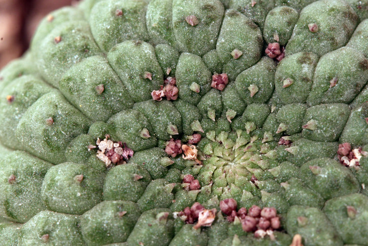 Trichocaulon cactiforme
