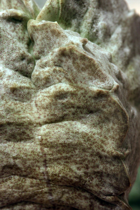 Whitesloanea crassa