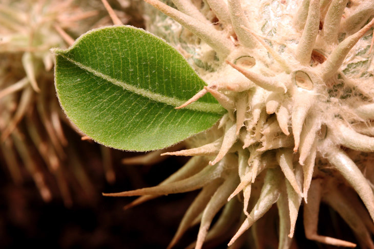 Pachypodium brevicaule
