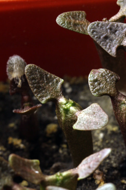 Euphorbia canariensis (сеянцы)