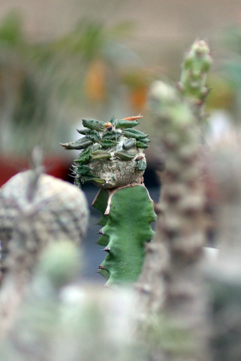 Euphorbia tulearensis