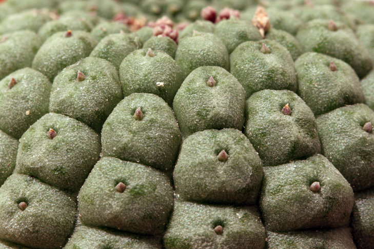 Trichocaulon cactiforme