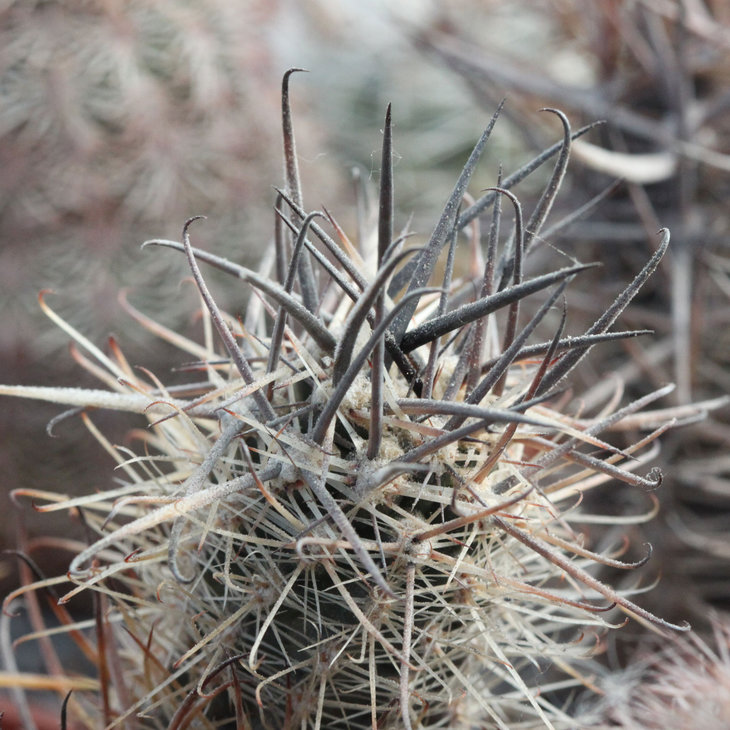 Austrocactus patagonicus
