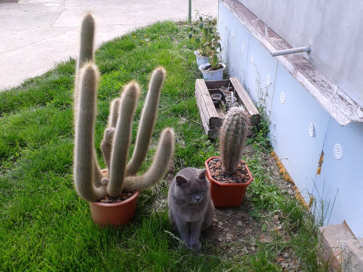 Котэ.jpg