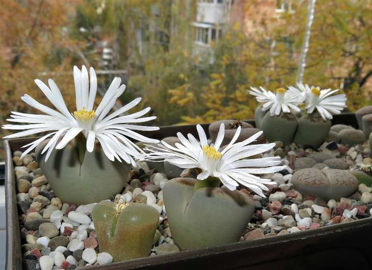 Lithops karasmontana