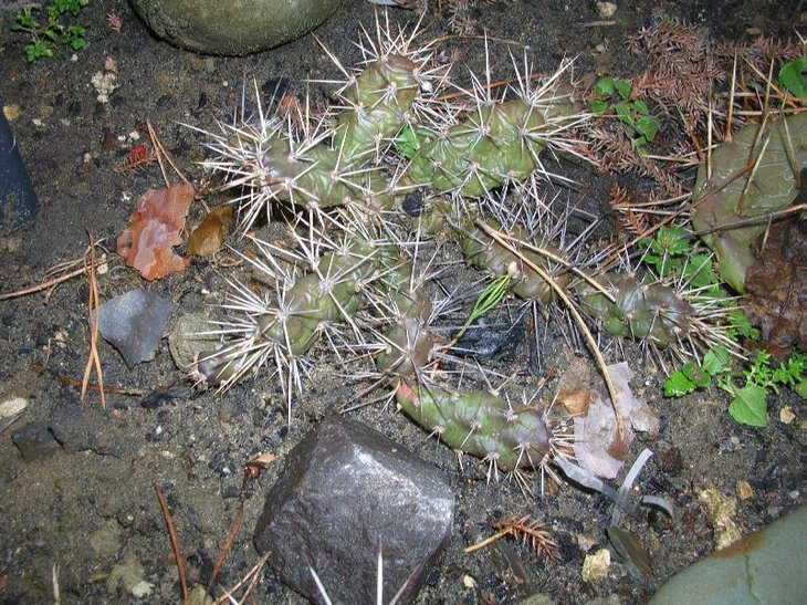 fragilis.JPG