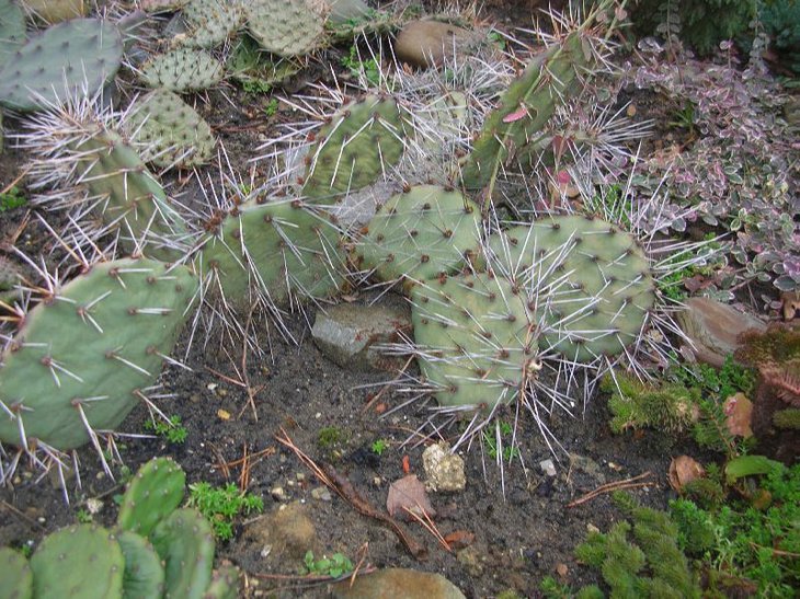 phaeacantha_longispina.JPG