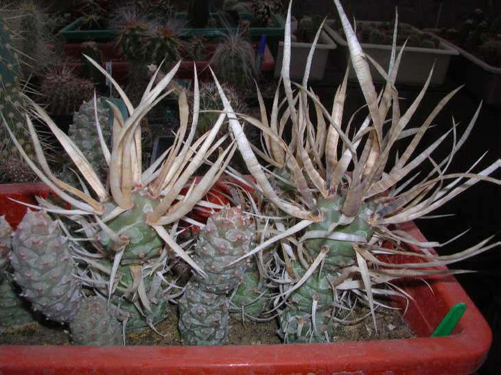 papyracanthus.JPG