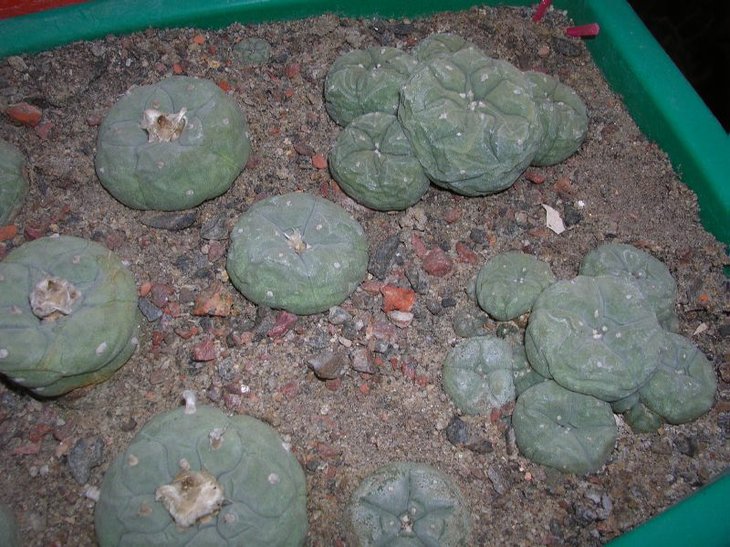 лофи.JPG