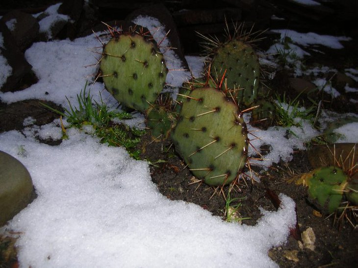 phaeacantha DJF1339.JPG
