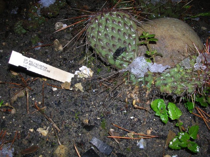 polyacantha DJF 1138 Bernalillo.JPG