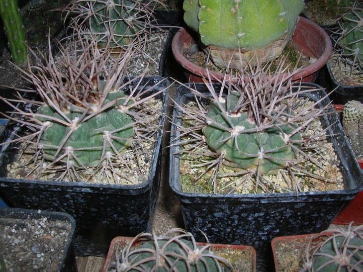moserianum sp.SanPedro.JPG