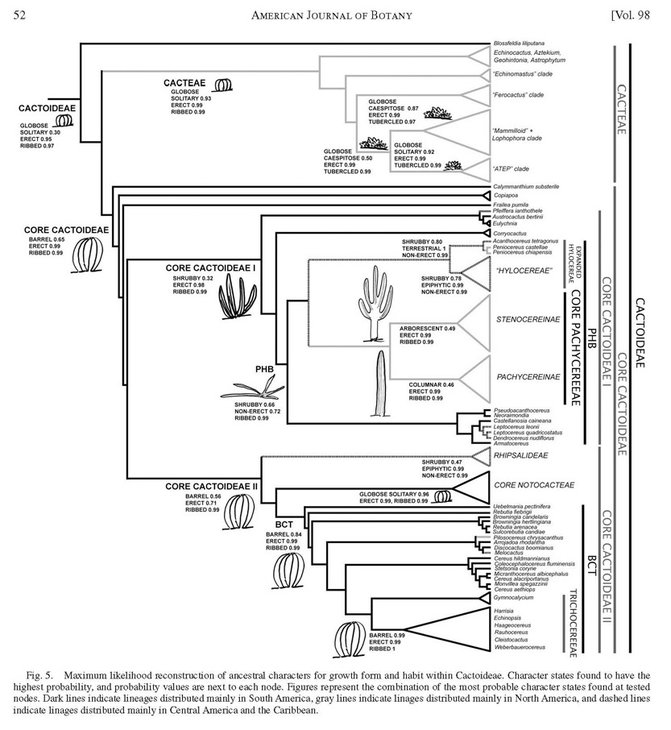 Cactus PhylogenyTHH et al_2011_Страница_09-21.jpg