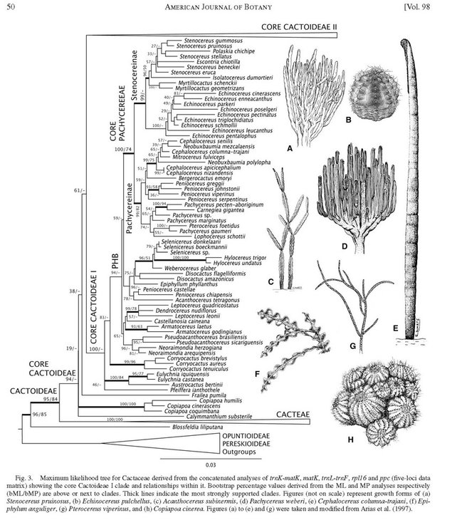 Cactus PhylogenyTHH et al_2011_Страница_07-11.jpg
