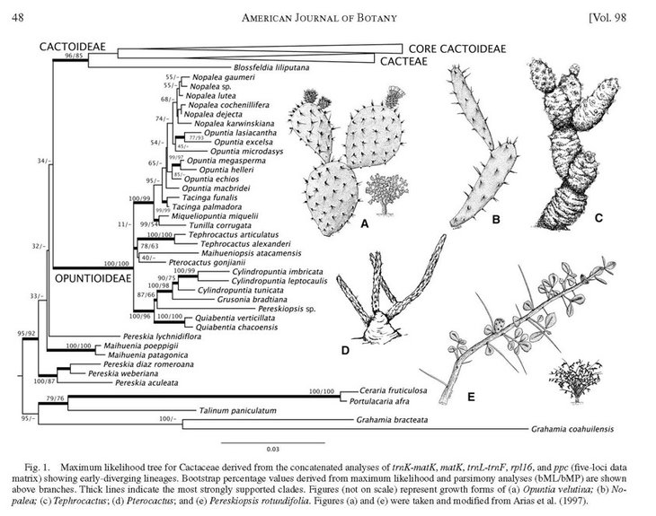 Cactus PhylogenyTHH et al_2011_Страница_05-11.jpg