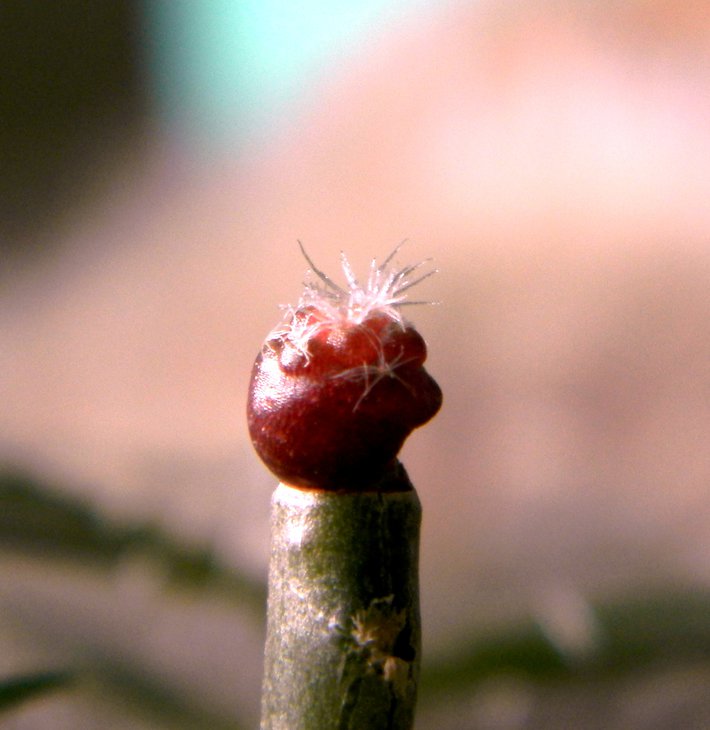Mammillaria herrerae v albiflora WM3200