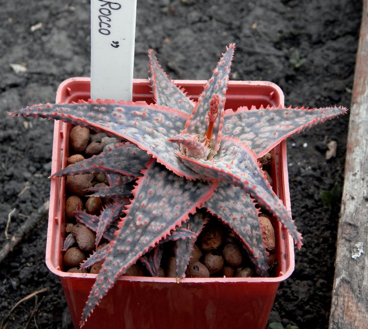 Aloe cv. 'Rocco'