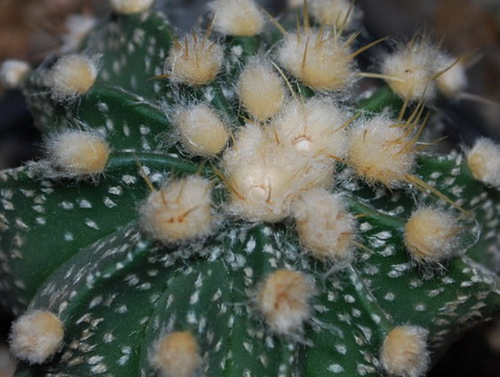 DSC_1581  A. CapAS.jpg