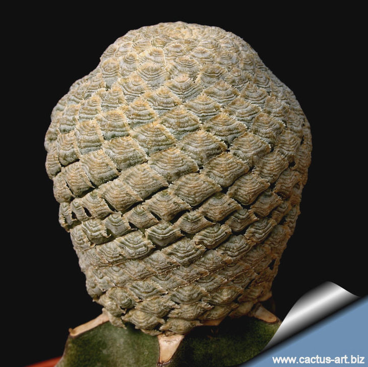 Euphorbia_piscidermis_810.jpg